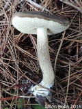 Retiboletus fuscus image