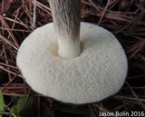 Retiboletus fuscus image