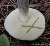 Retiboletus fuscus image