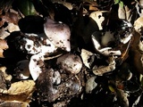Tricholoma griseoviolaceum image