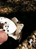 Tricholoma griseoviolaceum image