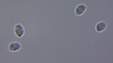 Tricholoma griseoviolaceum image