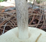 Retiboletus fuscus image