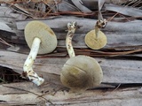 Retiboletus fuscus image