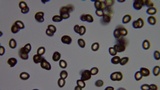 Inocybe fraudans image