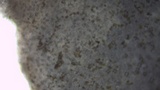 Inocybe fraudans image