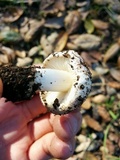 Inocybe fraudans image