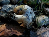 Inocybe fraudans image
