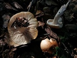 Hygrophorus roseobrunneus image