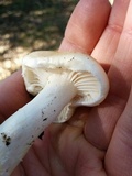 Hygrophorus roseobrunneus image