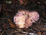 Russula cyanoxantha image