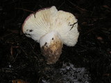 Russula cyanoxantha image