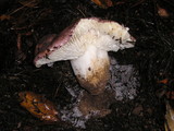 Russula cyanoxantha image