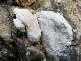 Aspicilia pacifica image