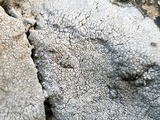 Aspicilia pacifica image