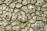 Aspicilia pacifica image