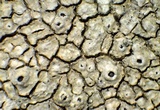 Aspicilia pacifica image