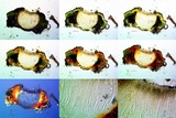 Aspicilia pacifica image