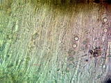 Aspicilia pacifica image