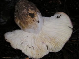 Russula cyanoxantha image
