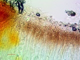 Aspicilia pacifica image