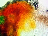 Aspicilia pacifica image