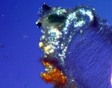 Aspicilia pacifica image