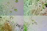 Aspicilia pacifica image