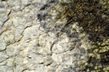 Aspicilia pacifica image