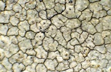 Aspicilia pacifica image