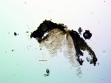 Aspicilia pacifica image