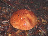 Leccinum manzanitae image