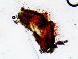 Aspicilia pacifica image