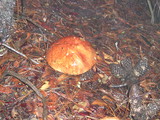 Leccinum manzanitae image