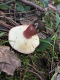 Russula sanguinaria image