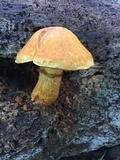 Gymnopilus ventricosus image