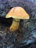 Gymnopilus ventricosus image