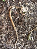 Battarrea phalloides image
