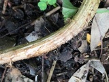 Battarrea phalloides image