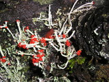 Cladonia macilenta var. bacillaris image