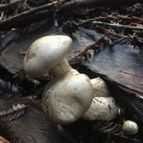 Melanoleuca verrucipes image