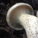 Melanoleuca verrucipes image
