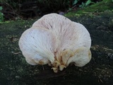 Lentinellus ursinus image