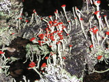 Cladonia macilenta var. bacillaris image