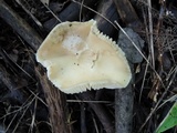 Hygrocybe russocoriacea image