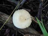 Hygrocybe russocoriacea image