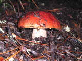 Leccinum manzanitae image