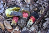 Xerocomellus atropurpureus image