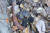 Xerocomellus atropurpureus image