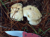 Hebeloma crustuliniforme image